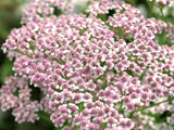 50 LOVE PARADE YARROW Achillea Sibirica ssp. Camtschatica aka Kamchatka & Siberi Flowering Plants