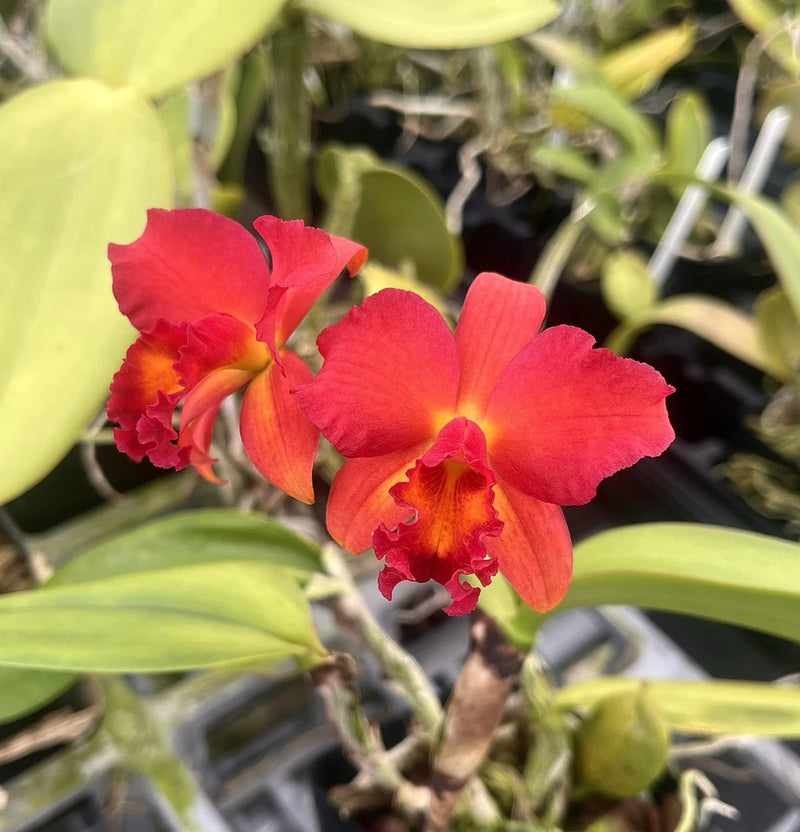 Red and orange Cattleya orchid flower cluster with ruffled petals.