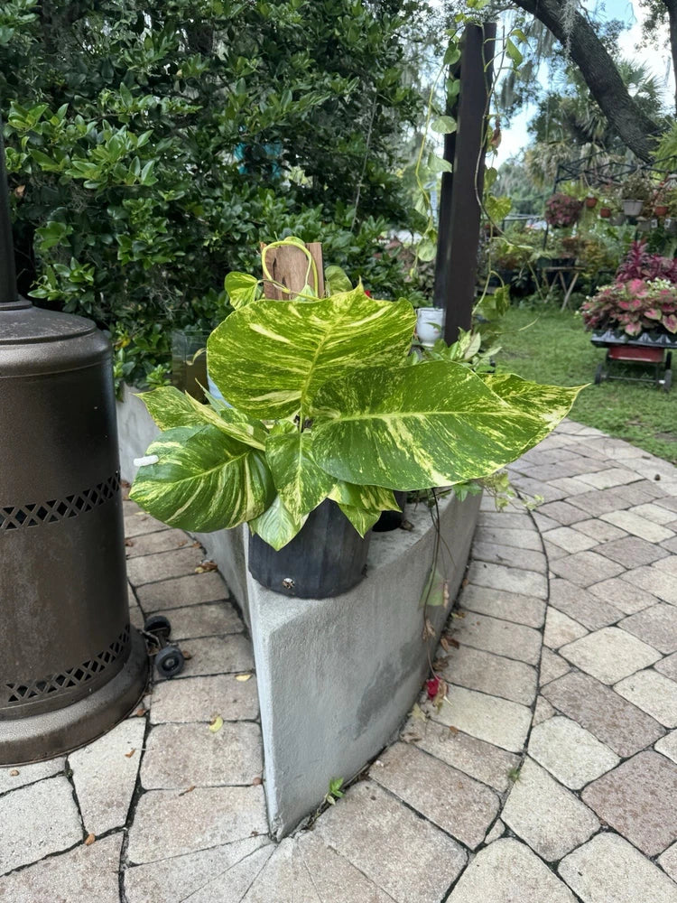 Giant Pothos Aurea With Roots In Pot Orchids