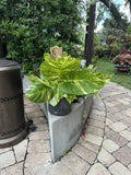 Giant Pothos Aurea With Roots In Pot Orchids