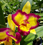 Rlc Shin Shiang Diamond 'Tai Young' near blooming size peloric cattleya... Orchids