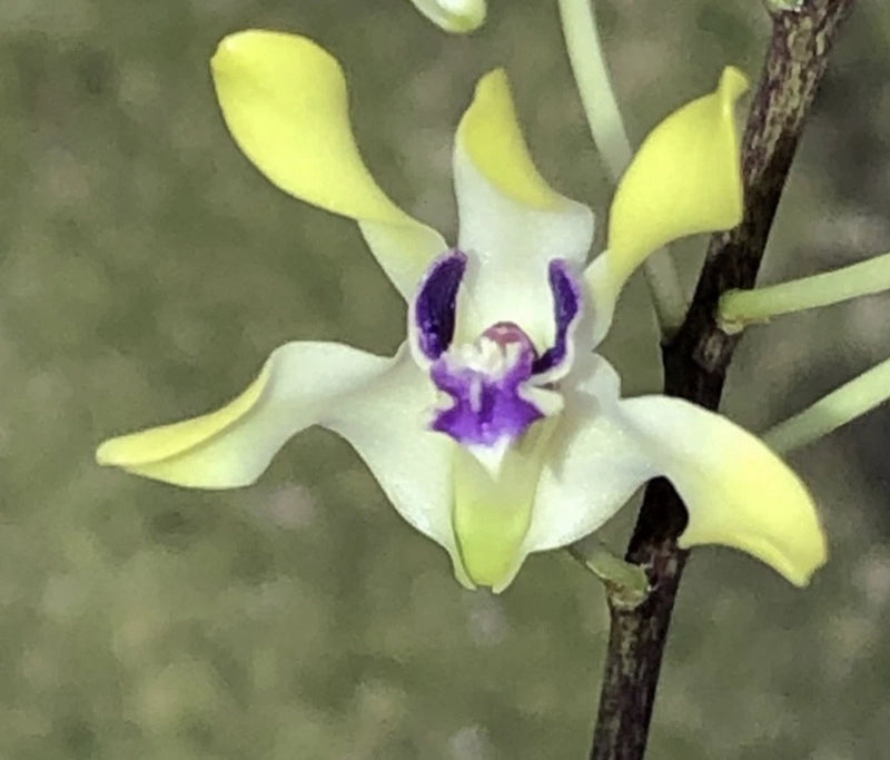 Gorgeously Fragrant - Dendrobium canaliculatum Orchids