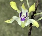Gorgeously Fragrant - Dendrobium canaliculatum Orchids