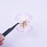 6PCS real Pressed Clarkia amoena Flower, natural 4 colors dry flower FCD57 Dried Flower