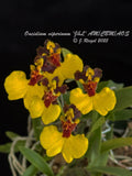 Oncidium viperinum 'j&L' AM/CBM/AOS (syn Gomesa viperina ) RARE Orchid Species Orchids