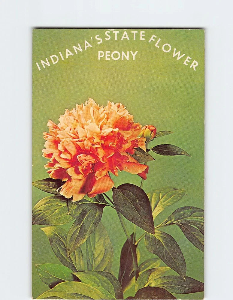 Peony postcard with orange flower illustration; reads Indiana's State Flower Peony