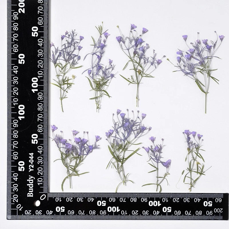 12-pack dried pressed tiny violet flowers with thin green stems, assorted bunches