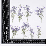 12PCS side Pressed Tiny flower, dyed color violet with leaves stem FSS103 #10 Dried Flower