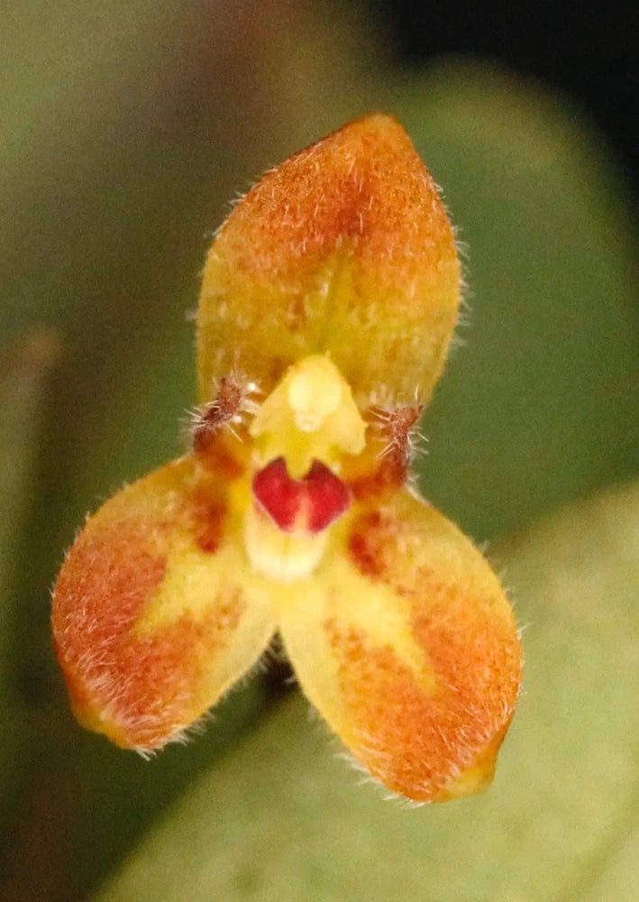 Miniature orchid flower with fuzzy orange-yellow petals and red center