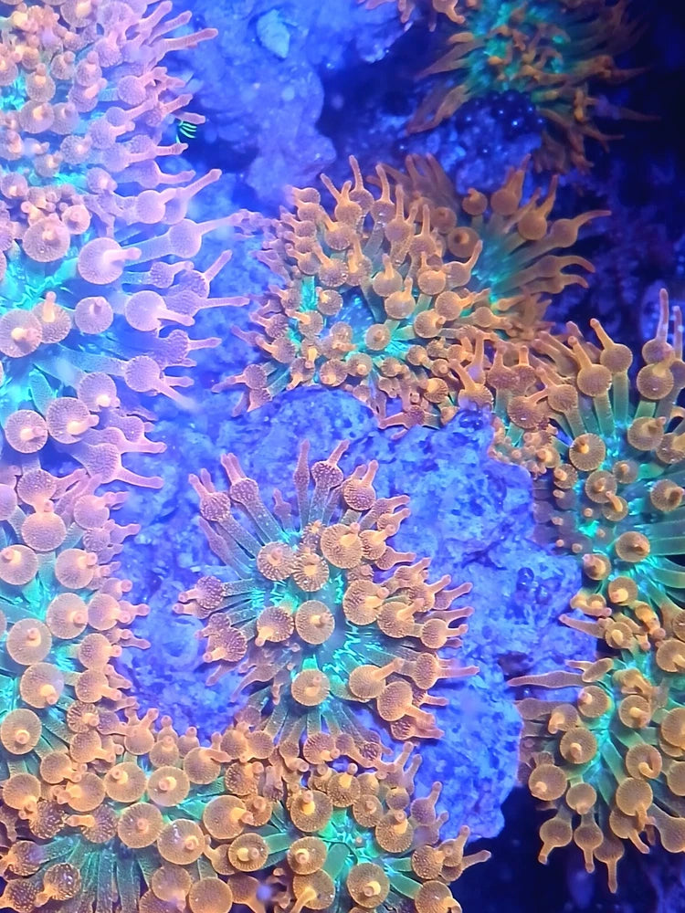 BUNDLE: Rainbow BTA; Hammer Frag; Duncan Drag; 2 Peppermint Shrimp; 4 Asst Frags Anemone