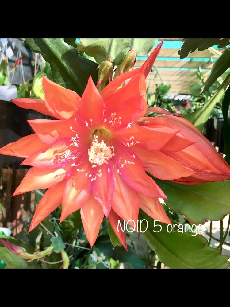 Orange #5 epiphyllum cutting Orchids