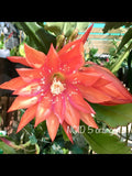 Orange #5 epiphyllum cutting Orchids