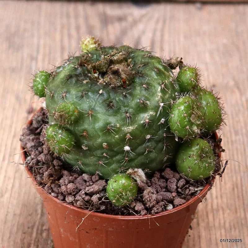 D7648 FRAILEA PERUMBILICATA pot8,5-H6-W8 cm MaMa Cactus Green Plant