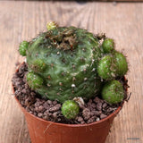 D7648 FRAILEA PERUMBILICATA pot8,5-H6-W8 cm MaMa Cactus Green Plant