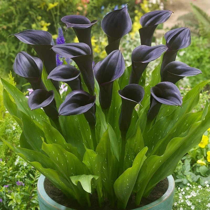 Black calla lily plant with dark purple spathe buds in a pot