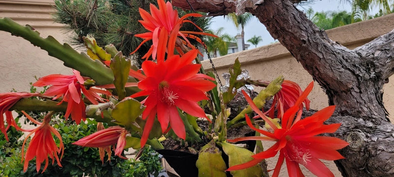 Red orchid cactus cutting with several bright orange-red blooms in a pot