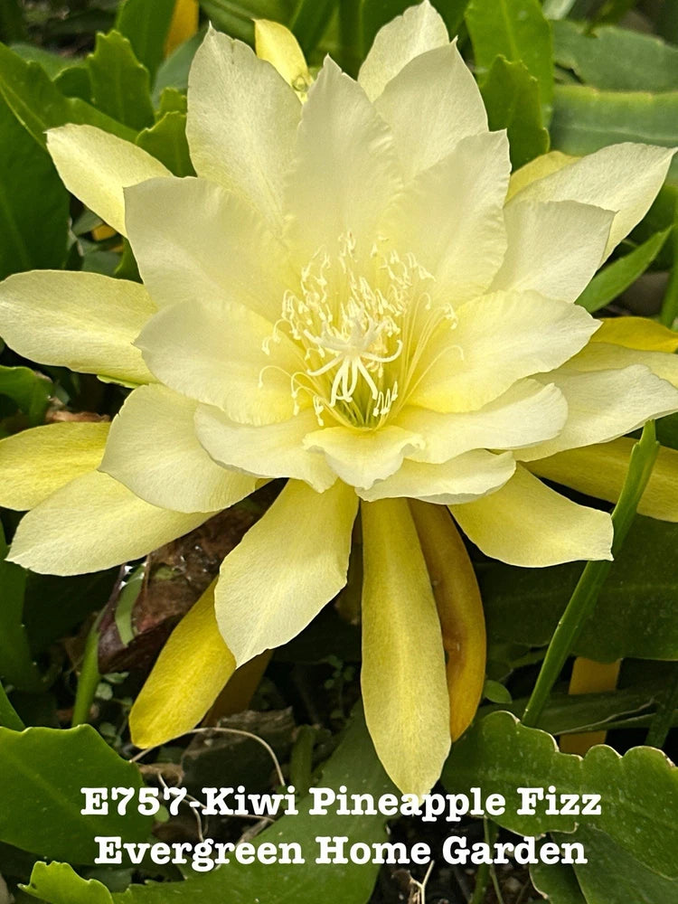 Yellow orchid cactus bloom with long petals and central stamens on green stems