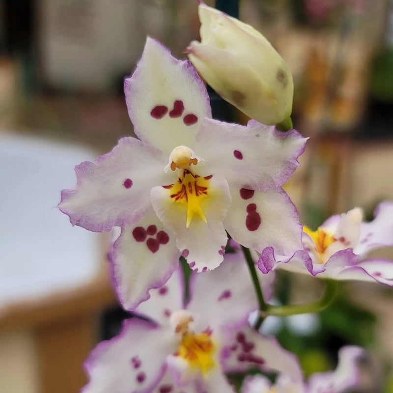 Orchid flower in a pot, white petals with purple speckles and yellow center