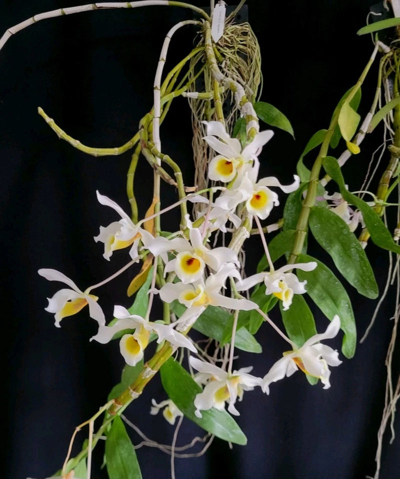 Fragrant orchid cluster with white blooms, yellow centers, and green leaves