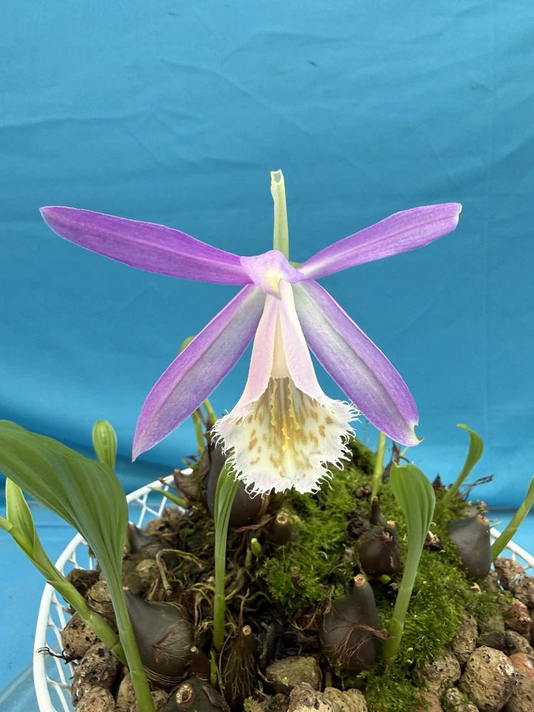 Pink orchid with white lip flowers in mossy rock basket