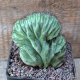 D6656 POLASKIA CHICHIPE CRESTED pot10-H10-W9 cm MaMa Cactus Green Plant
