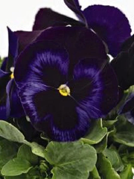 NEW! 30+ PANSY INSPIRE BLUE PLUS FLOWER SEEDS / FRAGRANT PERENNIAL Flowering Plants