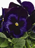 NEW! 30+ PANSY INSPIRE BLUE PLUS FLOWER SEEDS / FRAGRANT PERENNIAL Flowering Plants