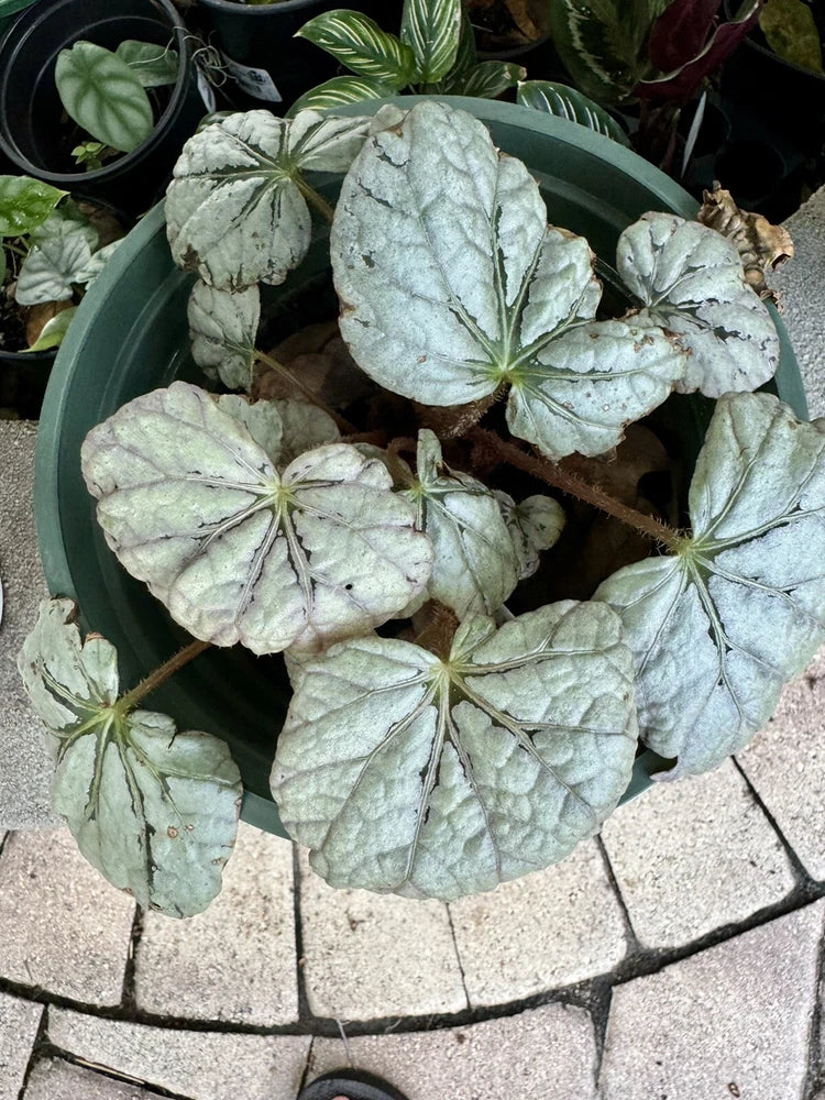 Begonia rex 'Grey Ghost' begonia with silvery veined leaves in round pot