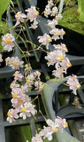 Oncidium Misaki Twinkle Obry Bloom size Orchids