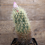 D418 THELOCACTUS BICOLOR pot12-H19-W7 cm MaMa Cactus Green Plant