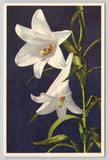 Postcard White Lily (Lilium longiflorum) Flowers by Thor E Gyger Botany Floral Lily