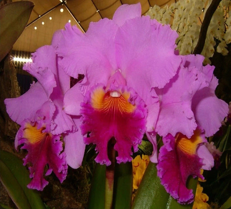 Purple orchid blooms with orange-yellow centers and green leaves