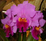 Cattleya ExoticÕs Perfection (Drumbeat X Rlc Mahina Yahiro) Orchid Eros 7Ó Pot Orchids