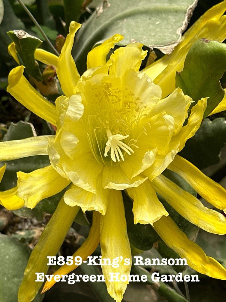 Yellow orchid cactus flower with layered petals and long stamens