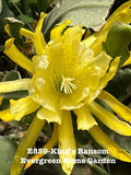 Rooted Epiphyllum Orchid Cactus ÒKings RansomÓ Growing In 4Ó Starter pot Orchids