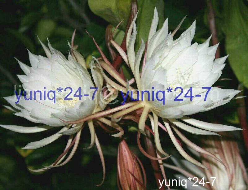 (1) Unrooted CUTTING Epiphyllum Oxypetallum Fragrant Orchid Cactus Cereus 8" Orchids
