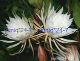 (1) Unrooted CUTTING Epiphyllum Oxypetallum Fragrant Orchid Cactus Cereus 8" Orchids