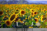 3D Sunflower Flower Field Self-adhesive Removable Wallpaper Murals Wall 92 Sunflower