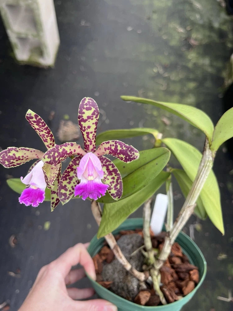 Purple spotted orchid flowers on green leaves in a potted plant