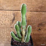 D4718 EUPHORBIA POLYACANTHA pot10-H20-W11 cm MaMa Cactus Green Plant