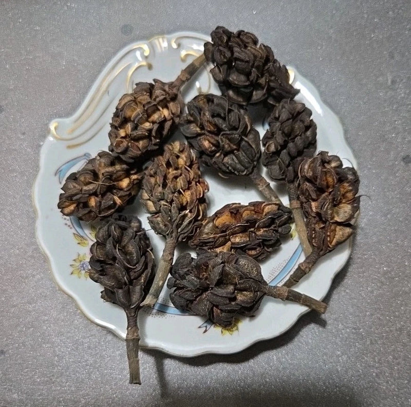 Dried sweetbay magnolia pods for crafts, potpourri, and holiday decor