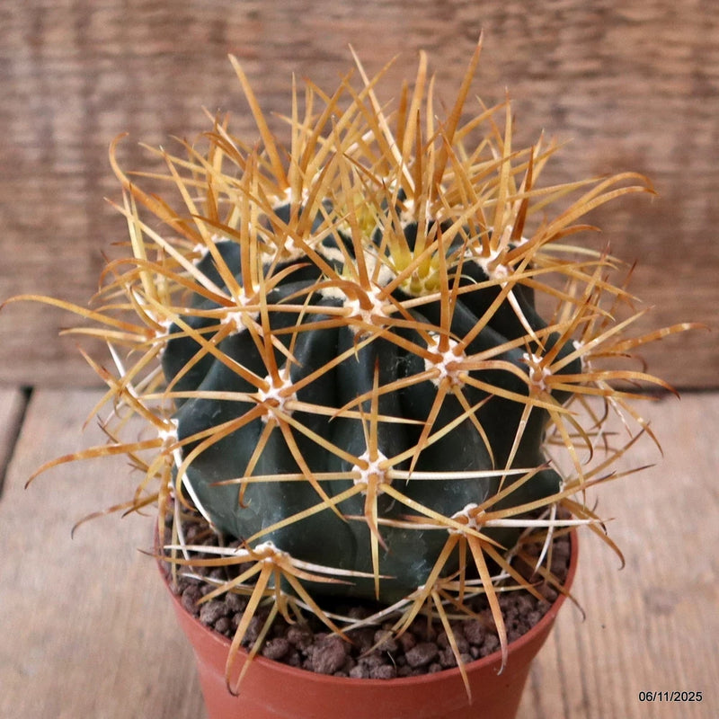 D7336 FEROCACTUS CHRYSACANTHUS RED pot8,5-H8,5-W8,5 cm MaMa Cactus Green Plant