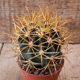 D7336 FEROCACTUS CHRYSACANTHUS RED pot8,5-H8,5-W8,5 cm MaMa Cactus Green Plant