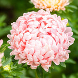 Peony / Paeony Duchess Apricot Aster Seeds | Heirloom | Free Shipping | 1233 Peony