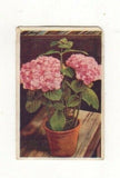 Griffiths  Australia c1930 #19 Flower Card - The Hydrangea Hydrangea