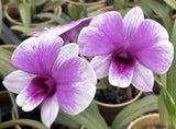 Mini bloom orchid flowers with purple and white petals