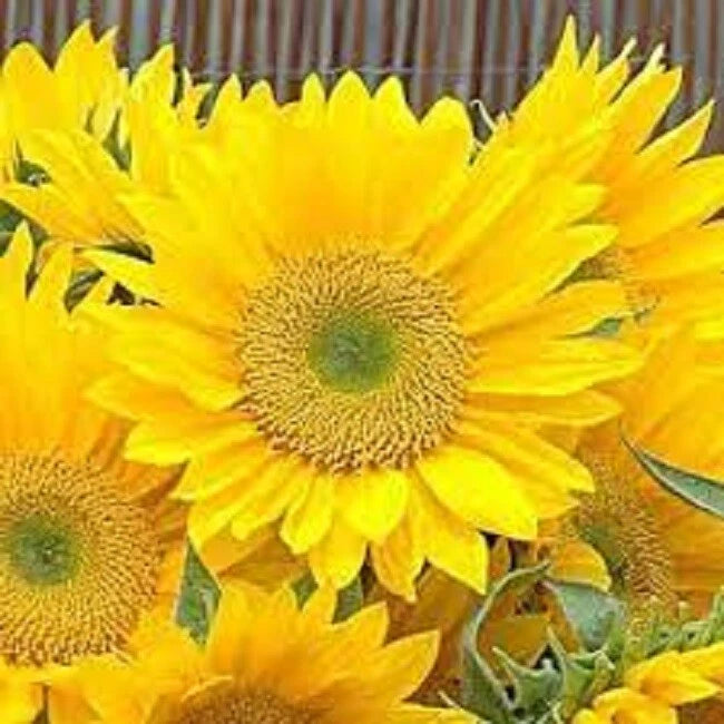 50 Sunflower Seeds Helianthus Sunrich Lime Cut Flower Seeds Sunflower