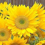 50 Sunflower Seeds Helianthus Sunrich Lime Cut Flower Seeds Sunflower