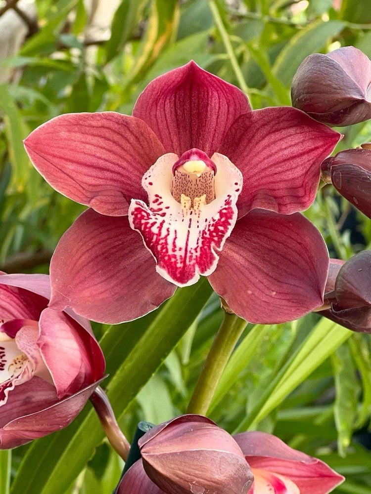 Dark plum and pink orchid bloom with white center and red speckled markings, with buds