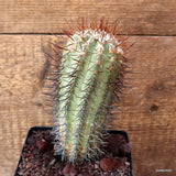 D4755 COPIAPOA MAGNIFICA KK1397 pot12-H16-W6 cm MaMa Cactus Green Plant